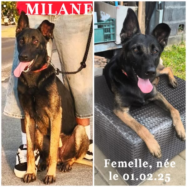 Milane