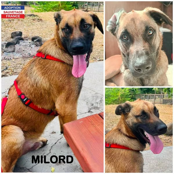 Milord