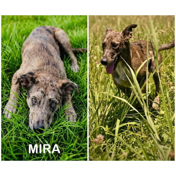 Mira