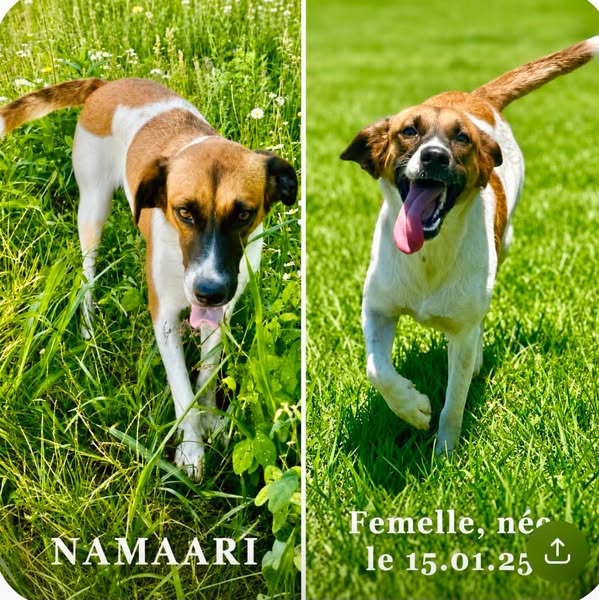 Namaari