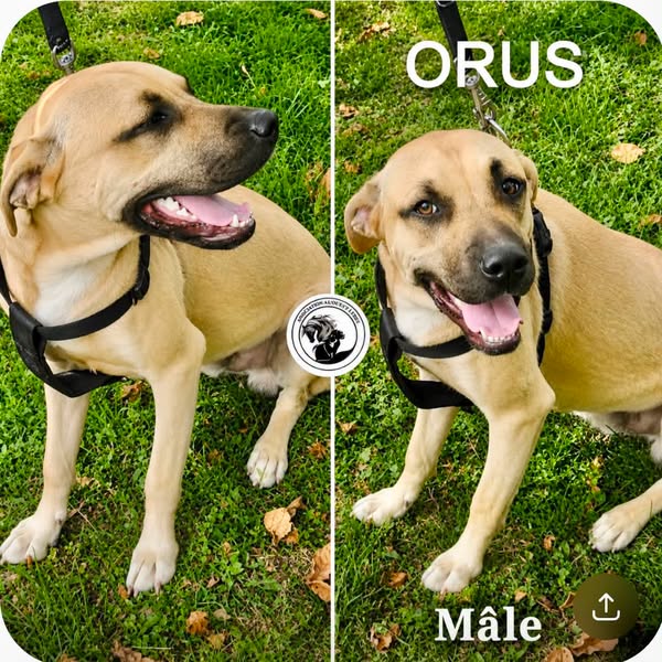 Orus