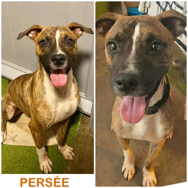 Persée