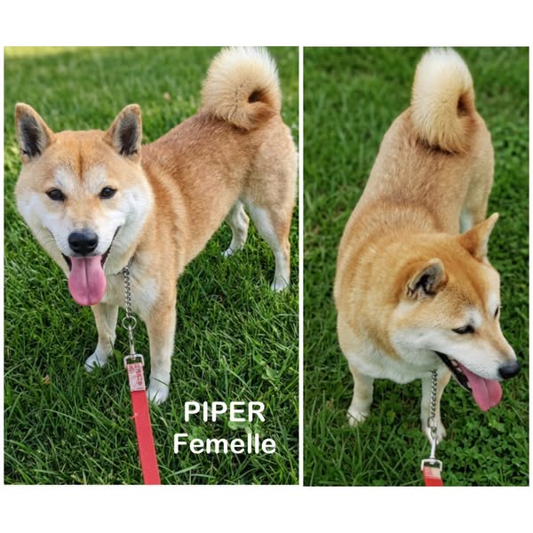 Piper
