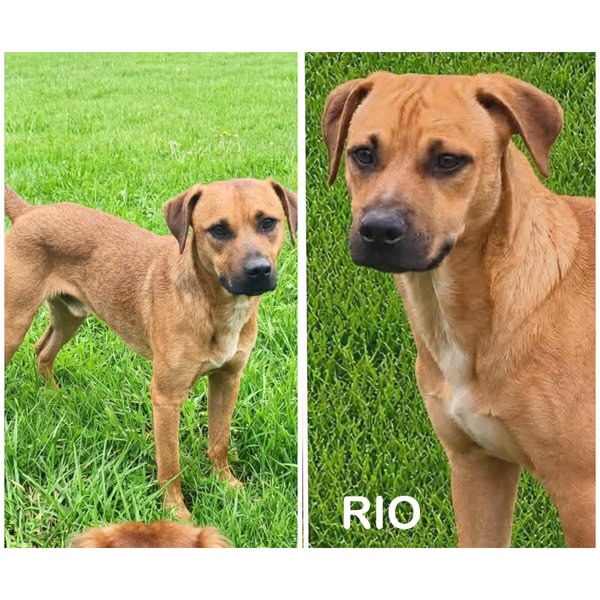 Rio