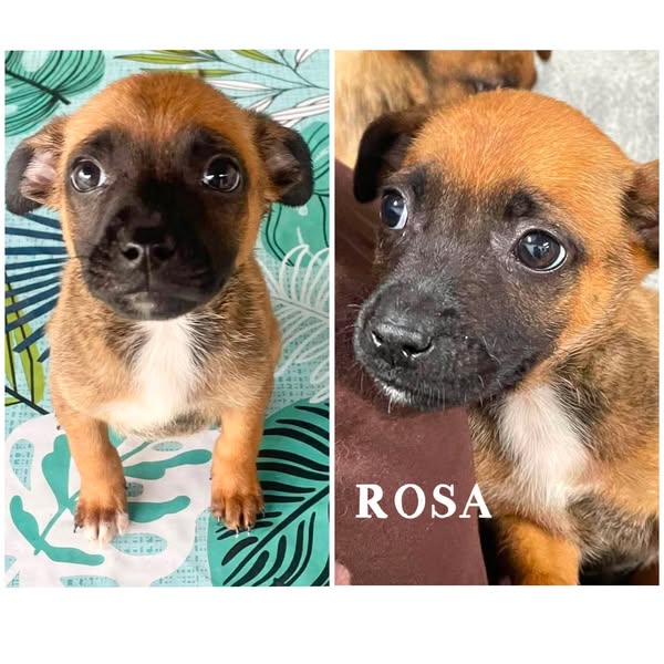 Rosa
