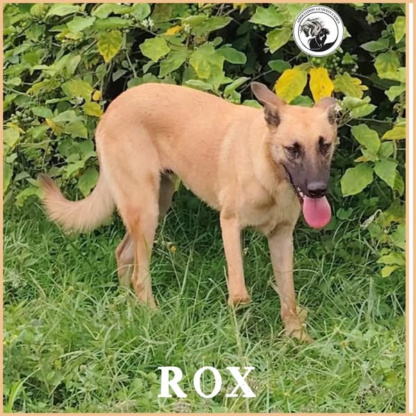 Rox