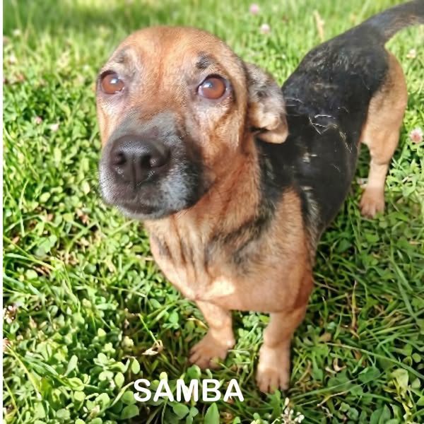 Samba