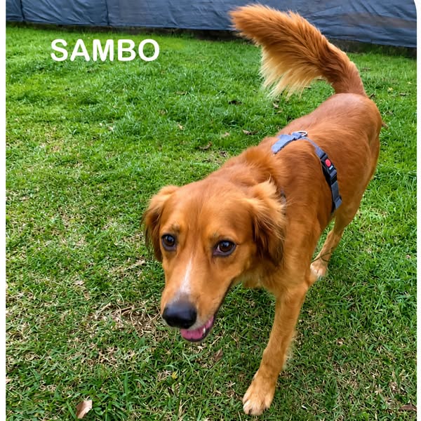 Sambo