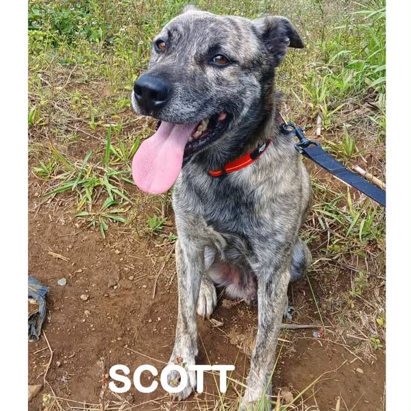 Scott