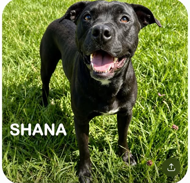 Shana