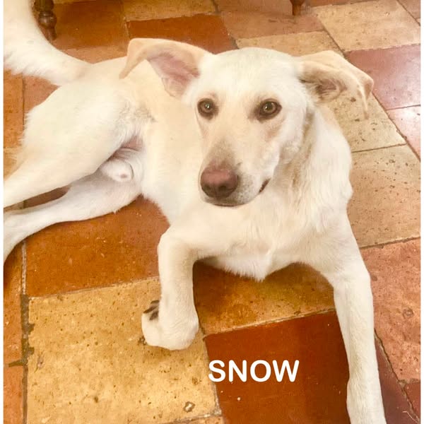 Snow