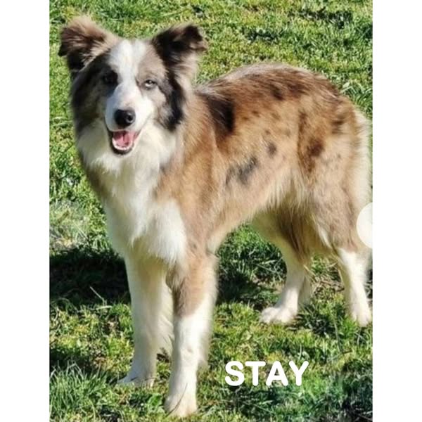 Stay
