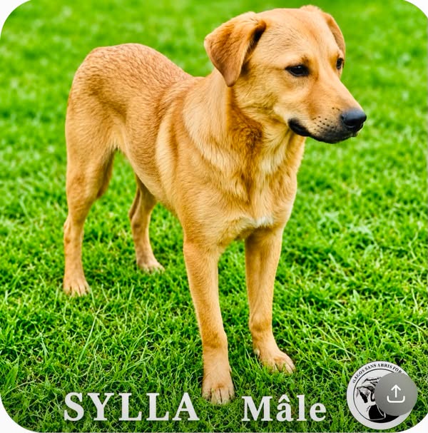 Sylla
