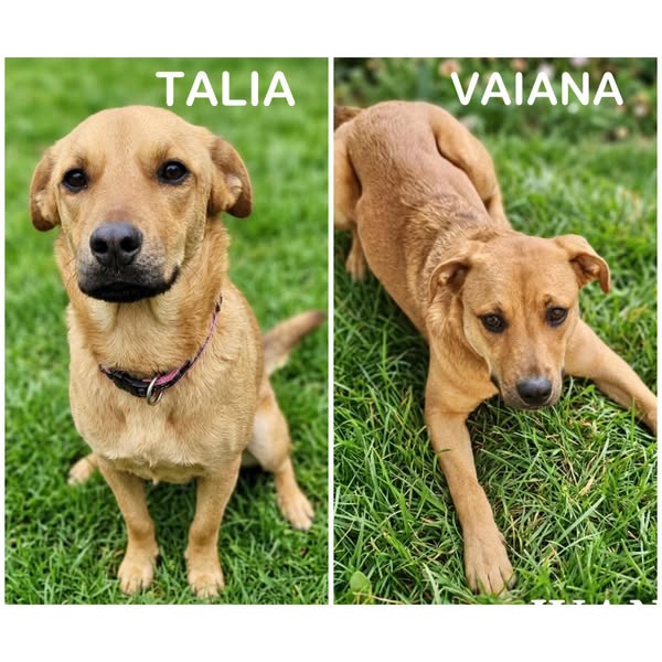 Talia