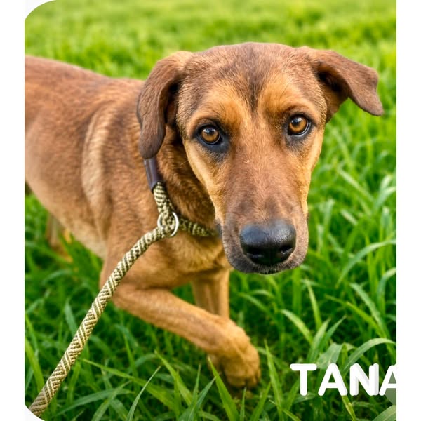 Tana