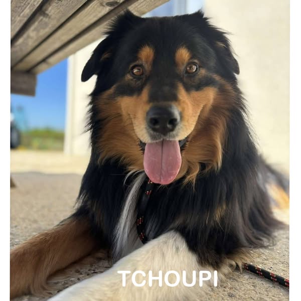 Tchoupi
