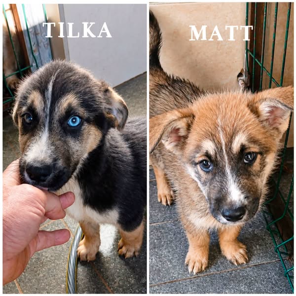 Tilka