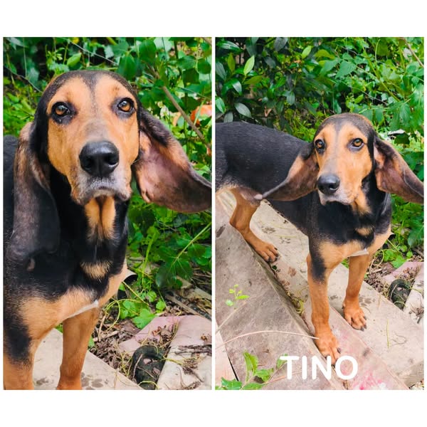 Tino