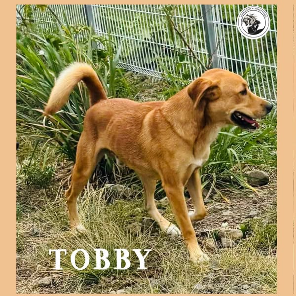 Tobby