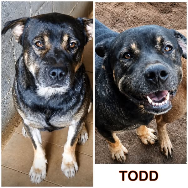 Todd