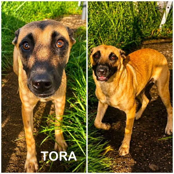 Tora