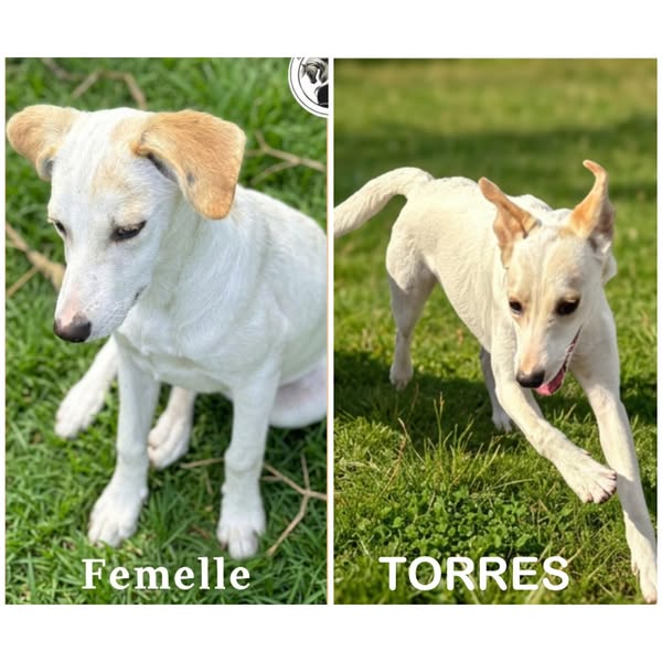 Torres