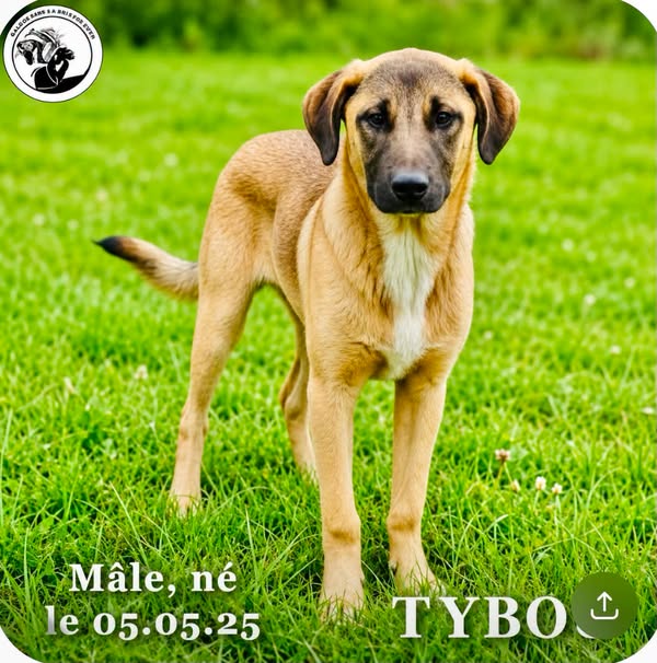 Tybou