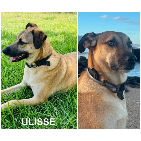 Ulisse