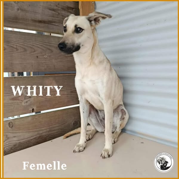 Whity