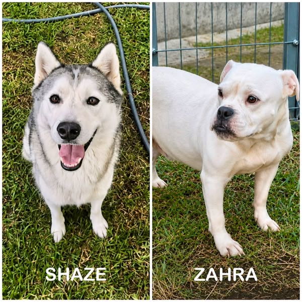 Zahra