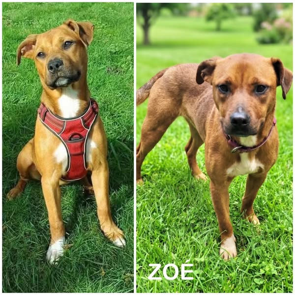 Zoé