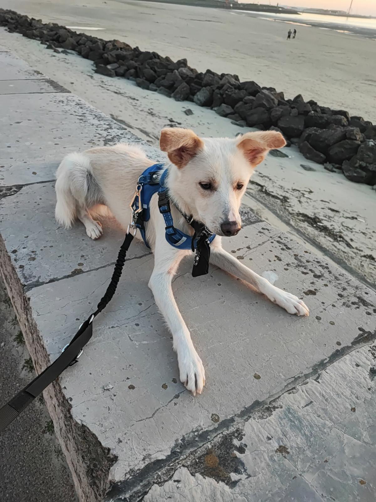 Arlo