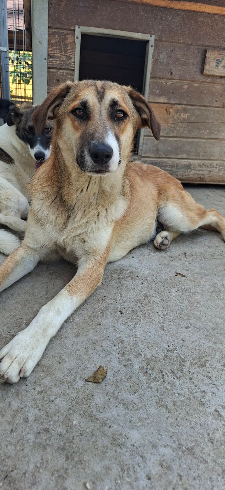 ciro