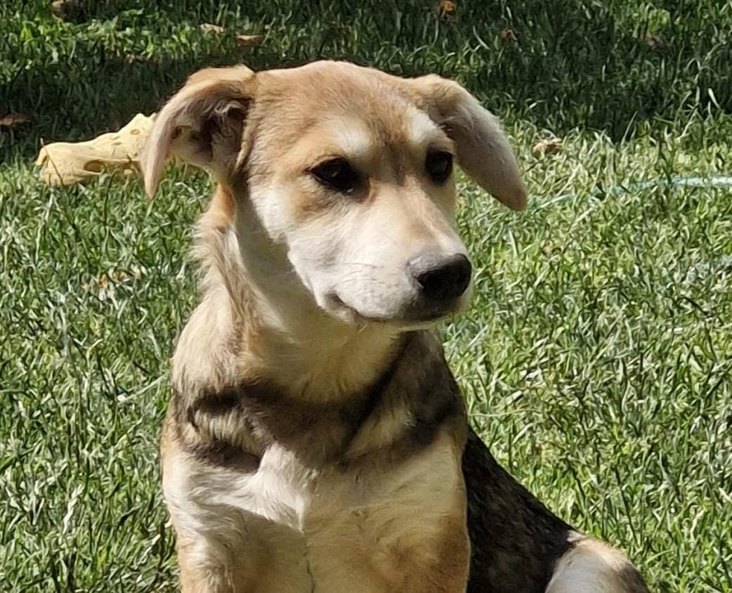 kaya