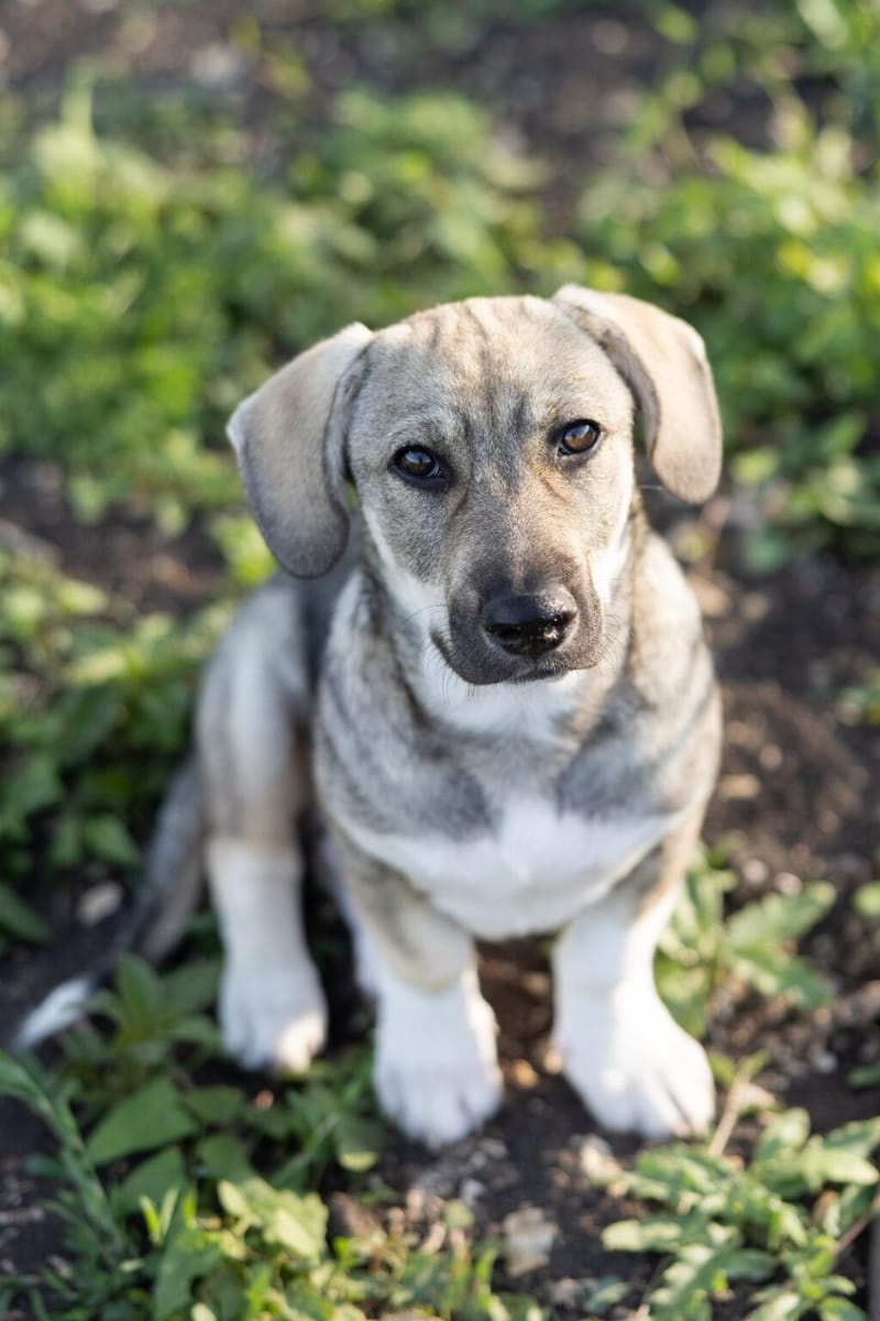 tanu