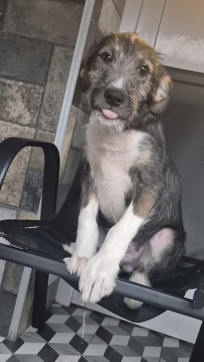 paco