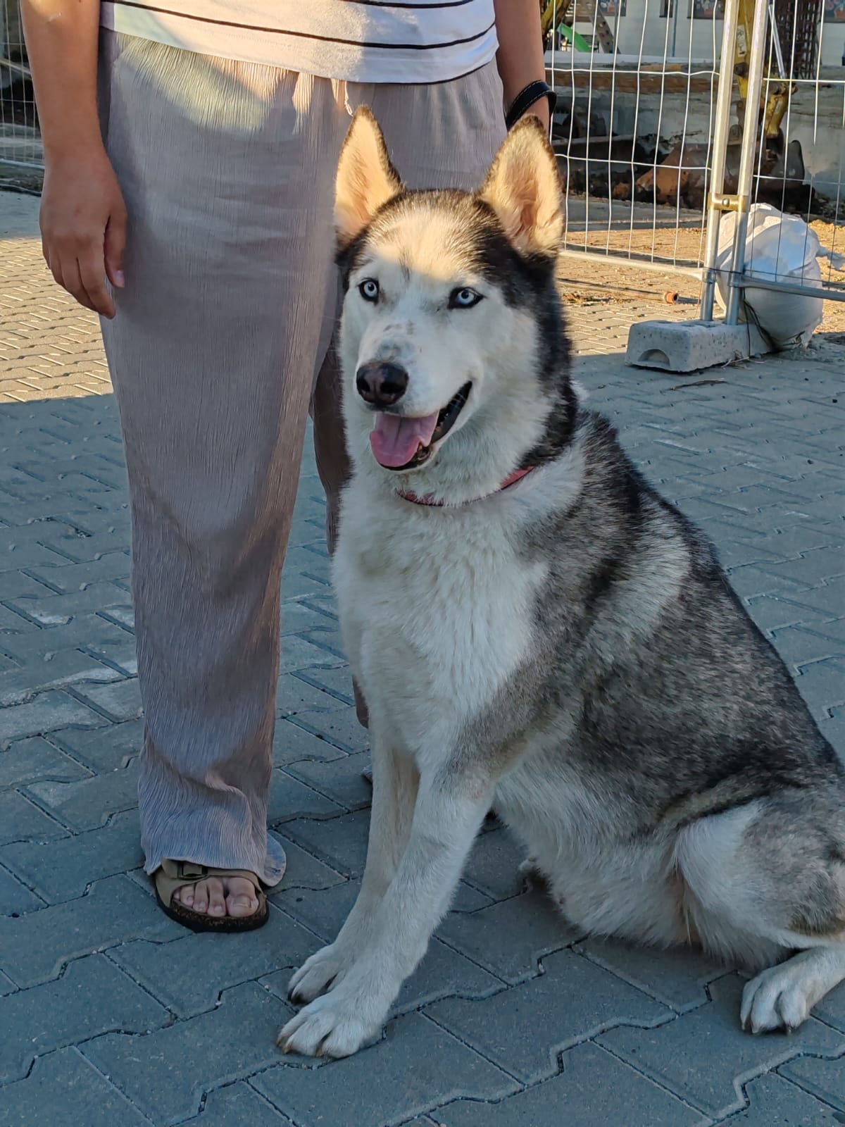 ARES