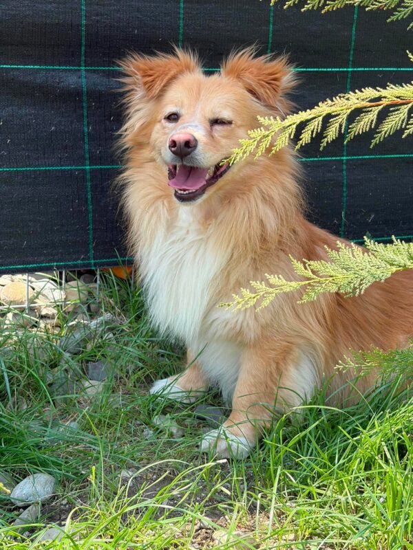 Mogli
