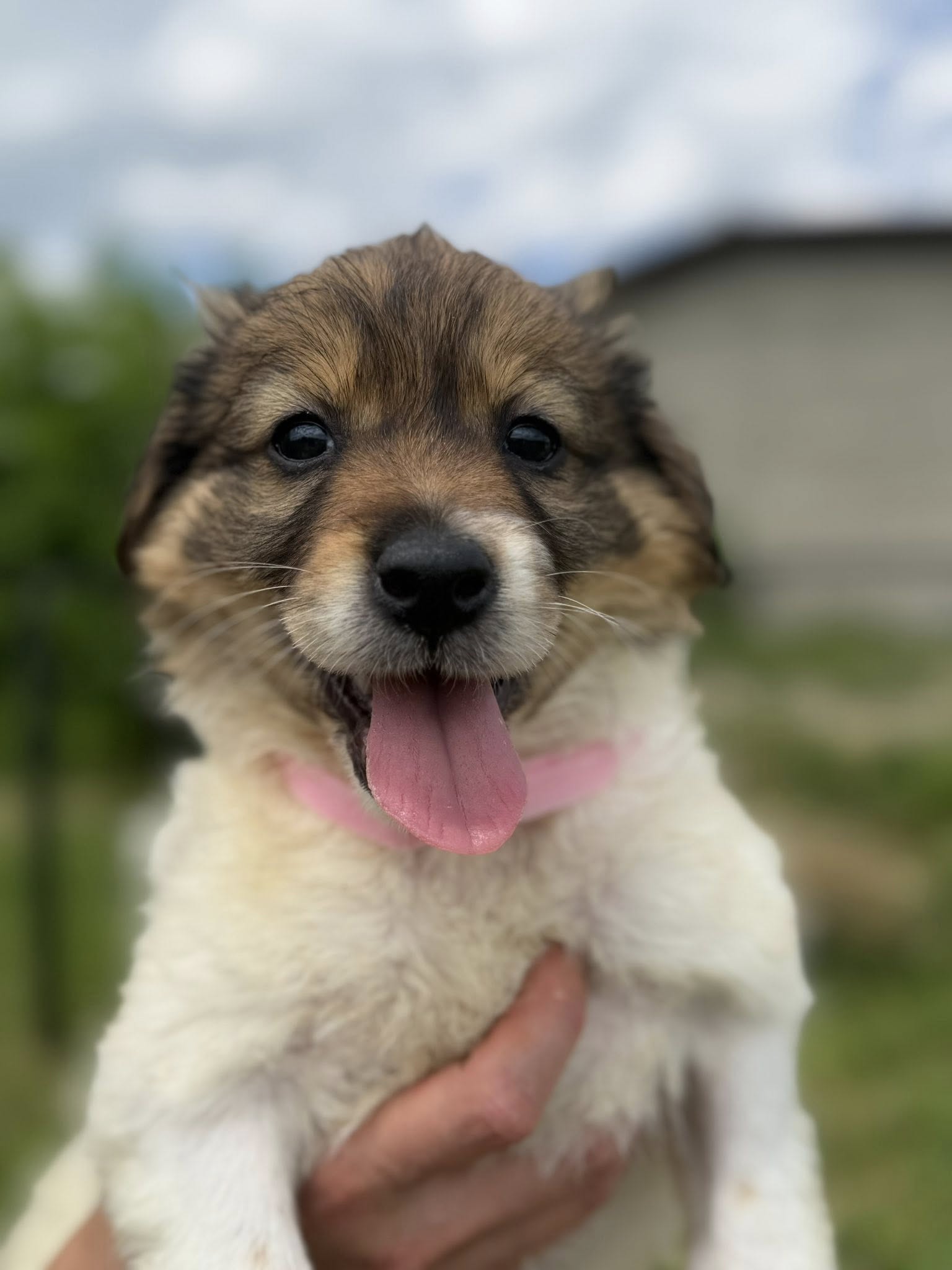 Penelope