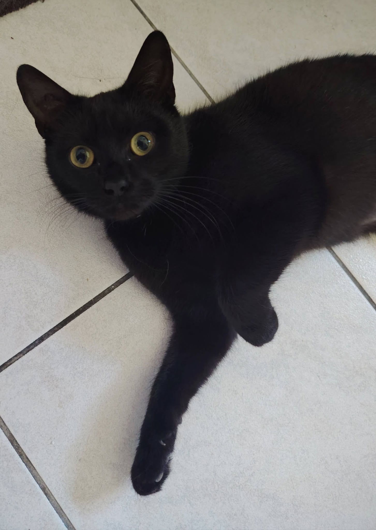 Pépita