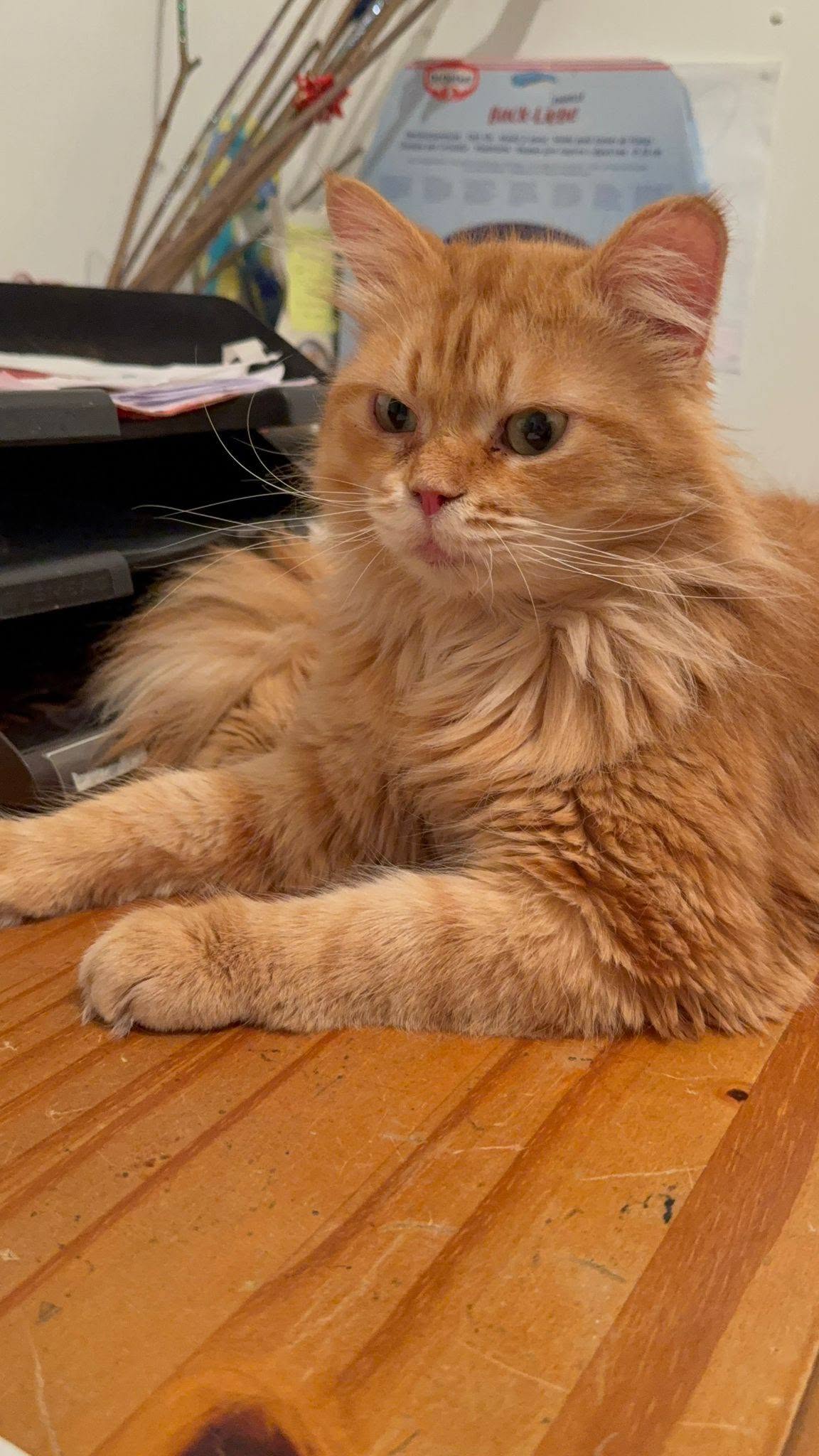 Ludo