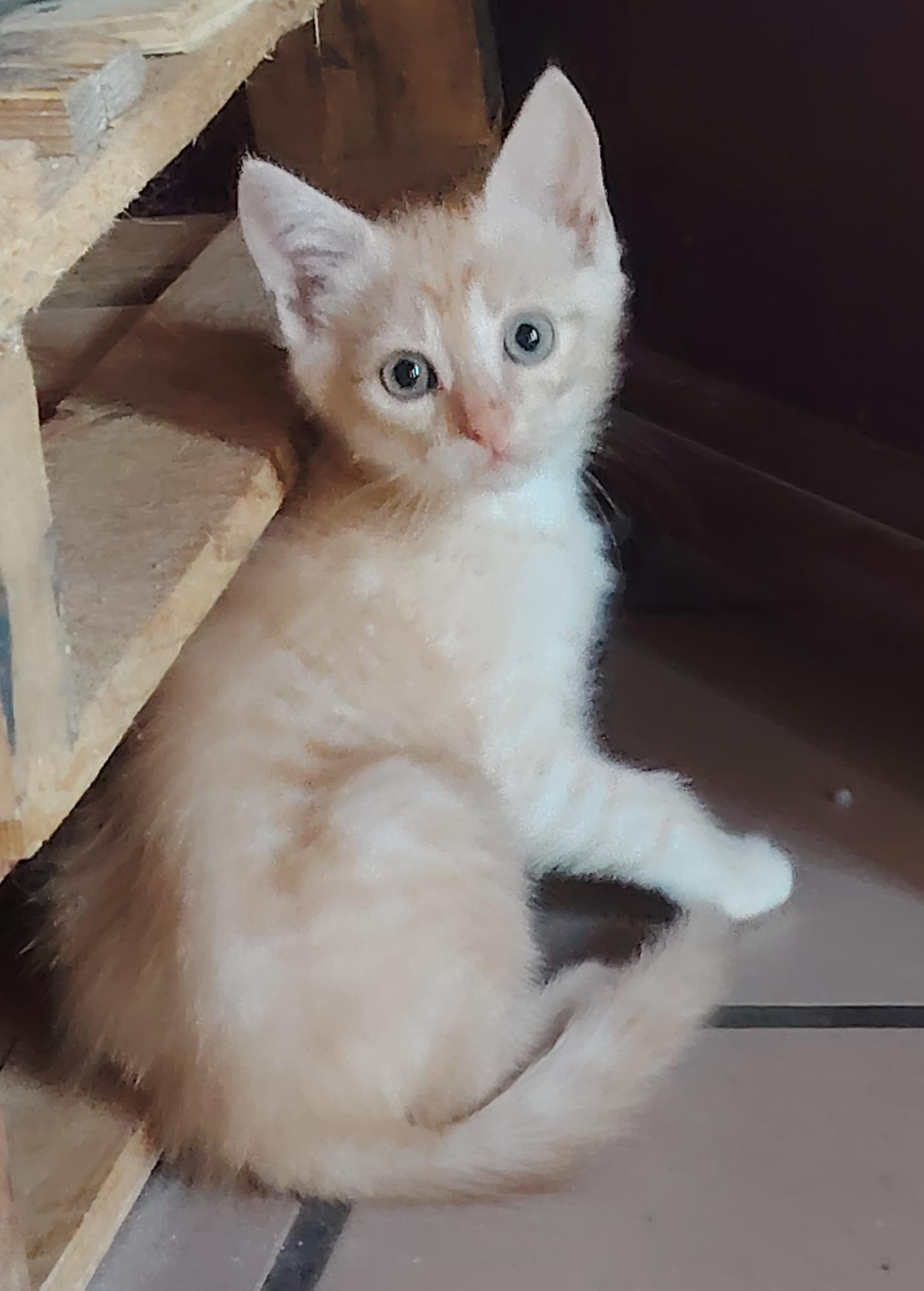 Bowie