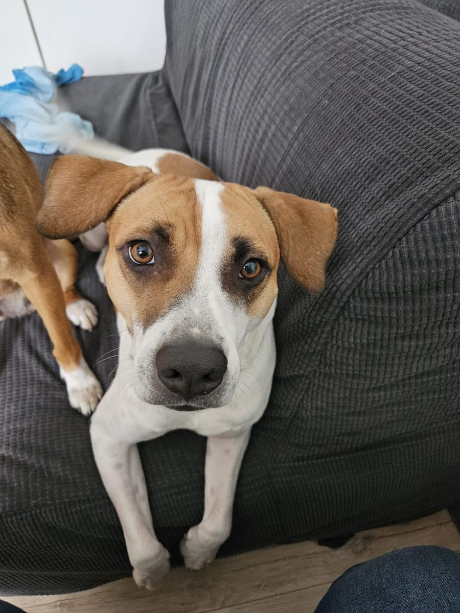 Elliot