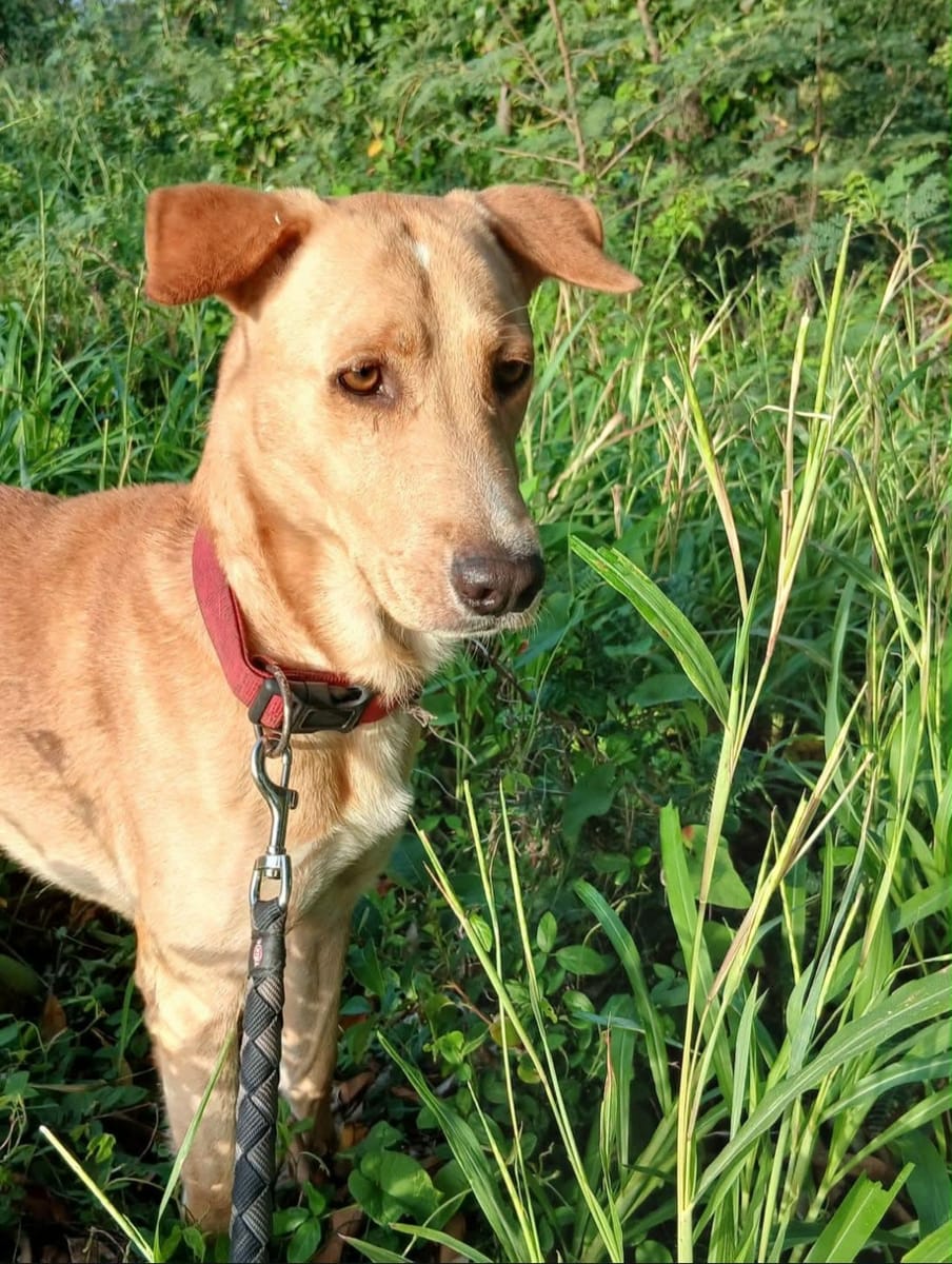 Kiko