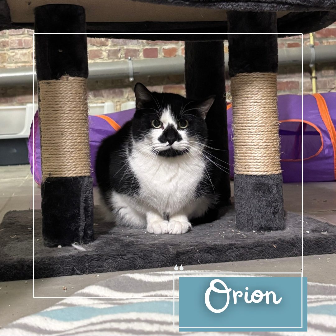 Orion