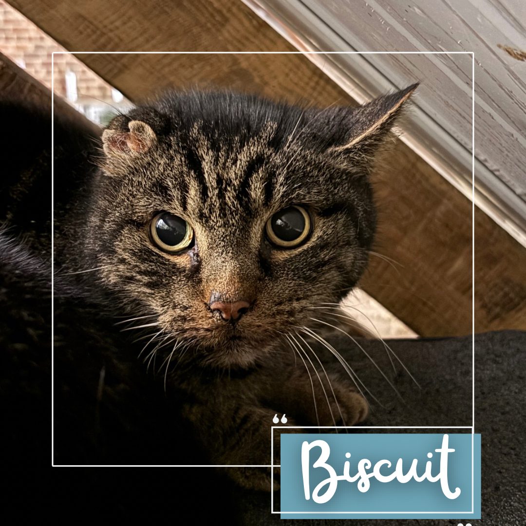 Biscuit