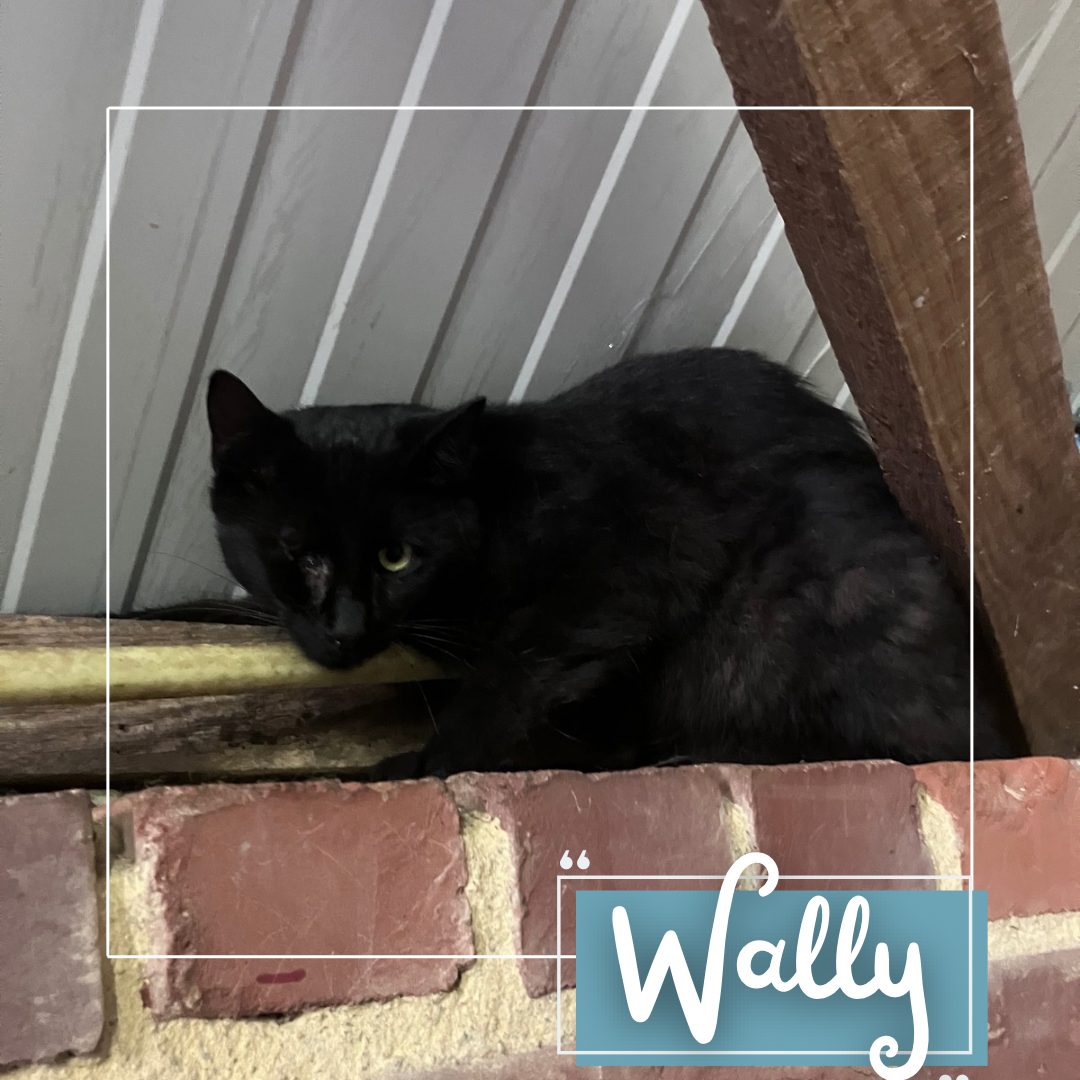 Wally