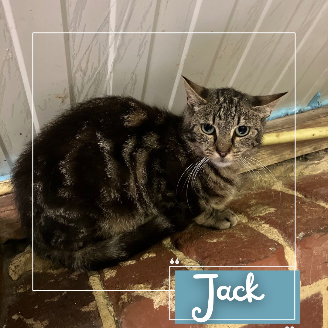 Jack