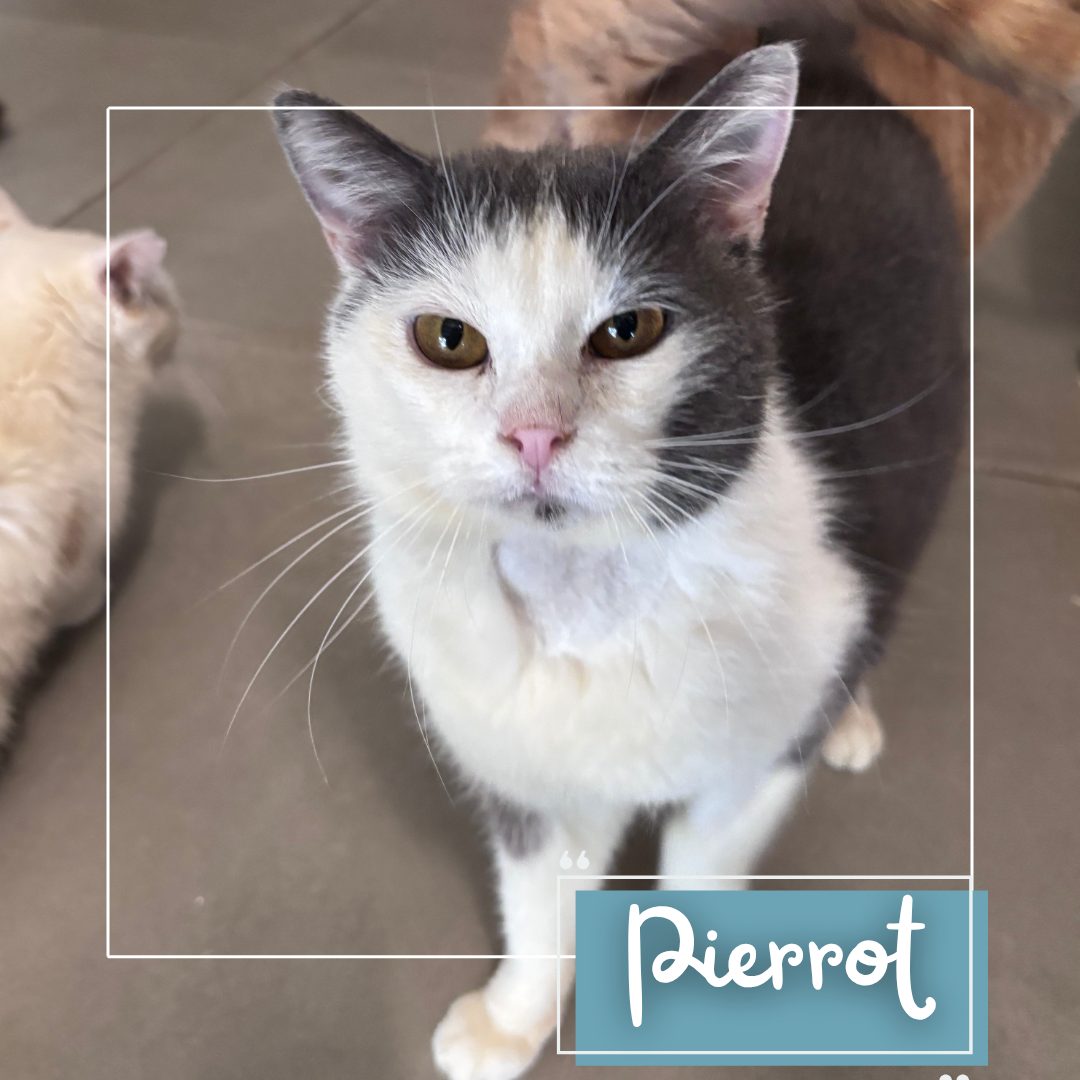 Pierrot