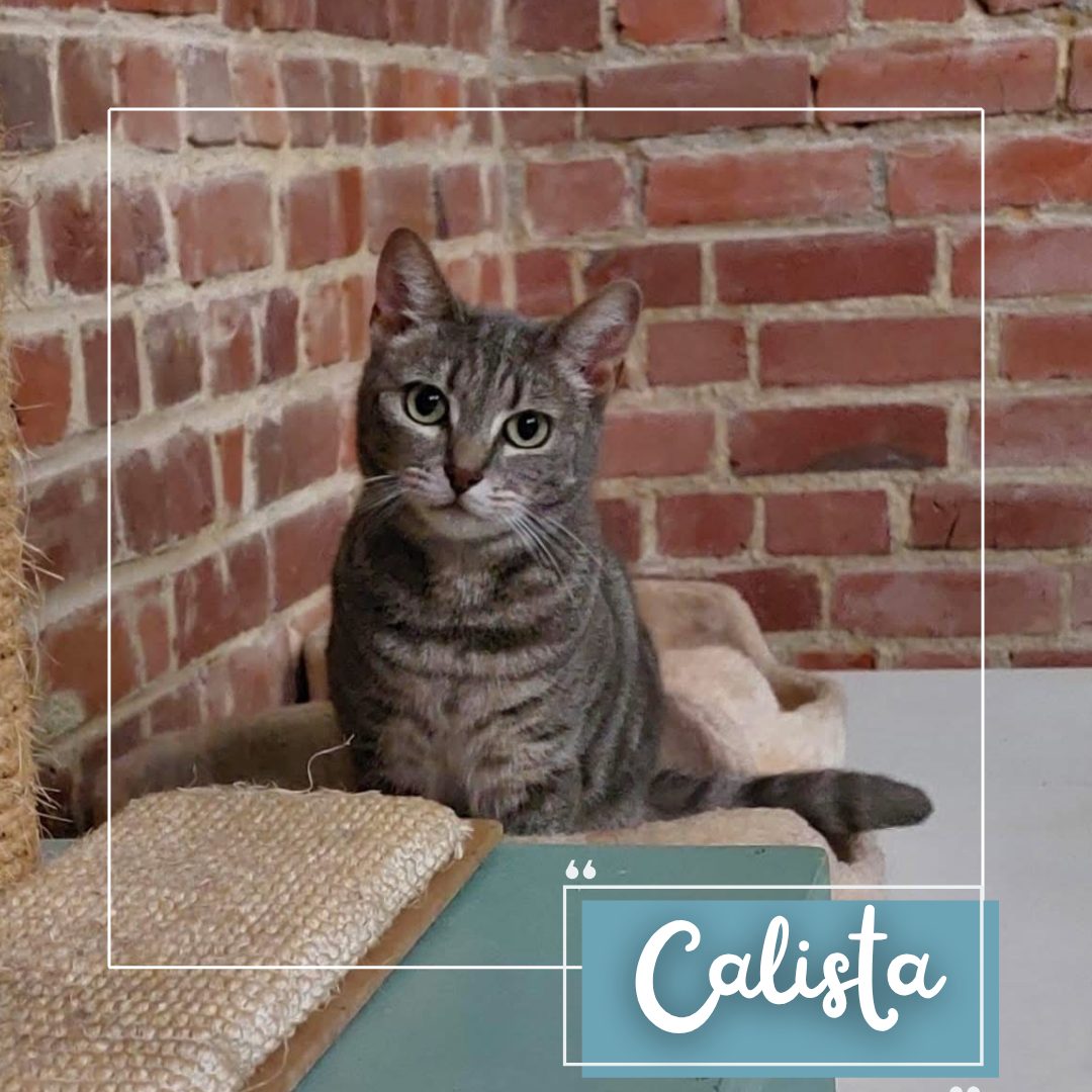 Calista